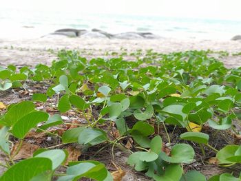 Close-up of plants growing on land