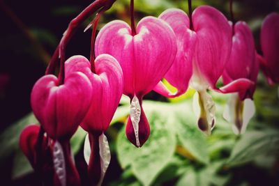 Close-up of pink flowers