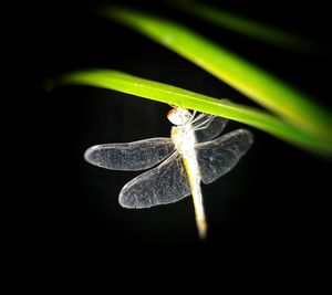 Close-up of insect on plant
