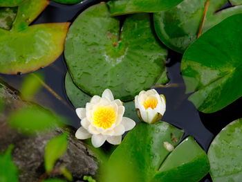 High angle view of water lily on leaves
