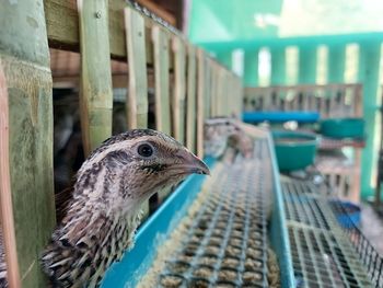 Close-up of bird perching in cage