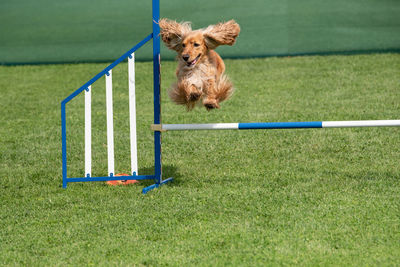 Dog running on field