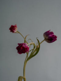 Close-up of pink rose