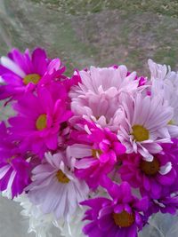 Close-up of pink flowers