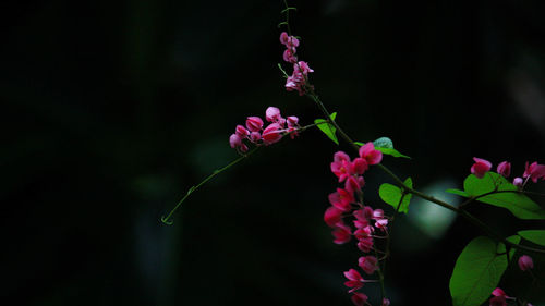 Close-up of pink flowering plant