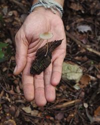 High angle view of person holding leaf