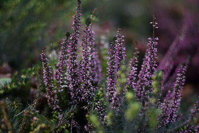 Close-up of lavender