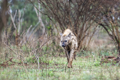 Hyena walking on grass in forest