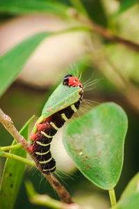 Close-up of insect on leaf