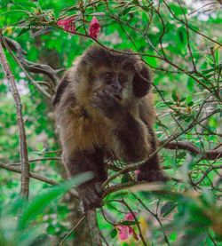 Close-up of monkey on tree