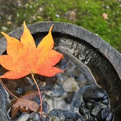 Close-up of maple leaves