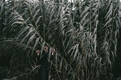 Crops growing on field