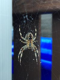 Close-up of spider web