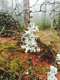 Close-up of frozen tree during winter