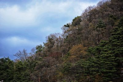 Low angle view of trees against sky in forest