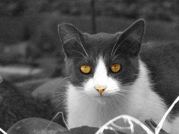 Close-up portrait of cat