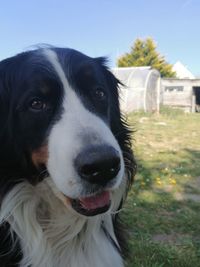 Close-up portrait of dog looking away on field