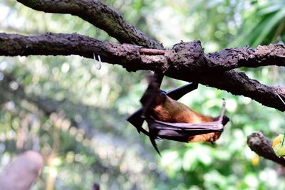 Low angle view of bird perching on branch