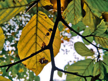 Low angle view of autumn leaves on tree