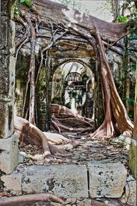 Trees in park