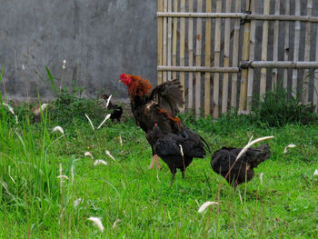 A rooster with his three queens are enjoying themselves in the garden area.