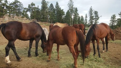 Horses standing in ranch