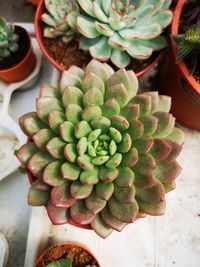 High angle view of succulent plant in market