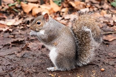 Close-up of squirrel on field