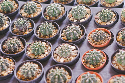 Full frame shot of succulent plants