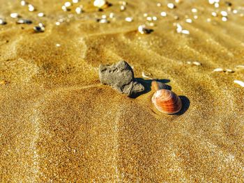 High angle view of shells on sand