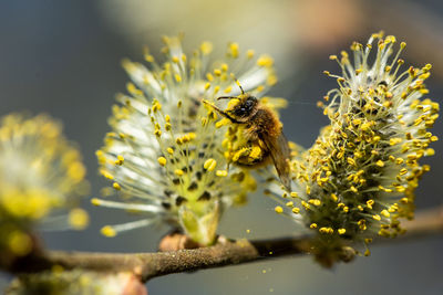 Close-up of bee pollinating on flower