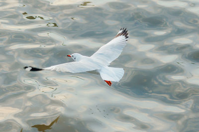 High angle view of swans swimming in lake