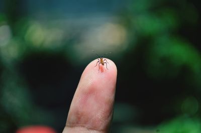 Close-up of insect on hand