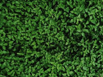 Full frame shot of fresh green plants