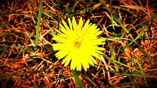 Close-up of dandelion on field