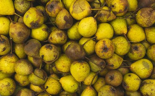 Full frame photo of yellow pears collected from the ground after they have fallen from the tree.