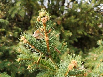 Close-up of pine tree