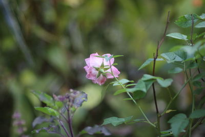 Close-up of pink flowering plant