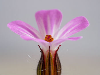 Close-up of pink flower over white background