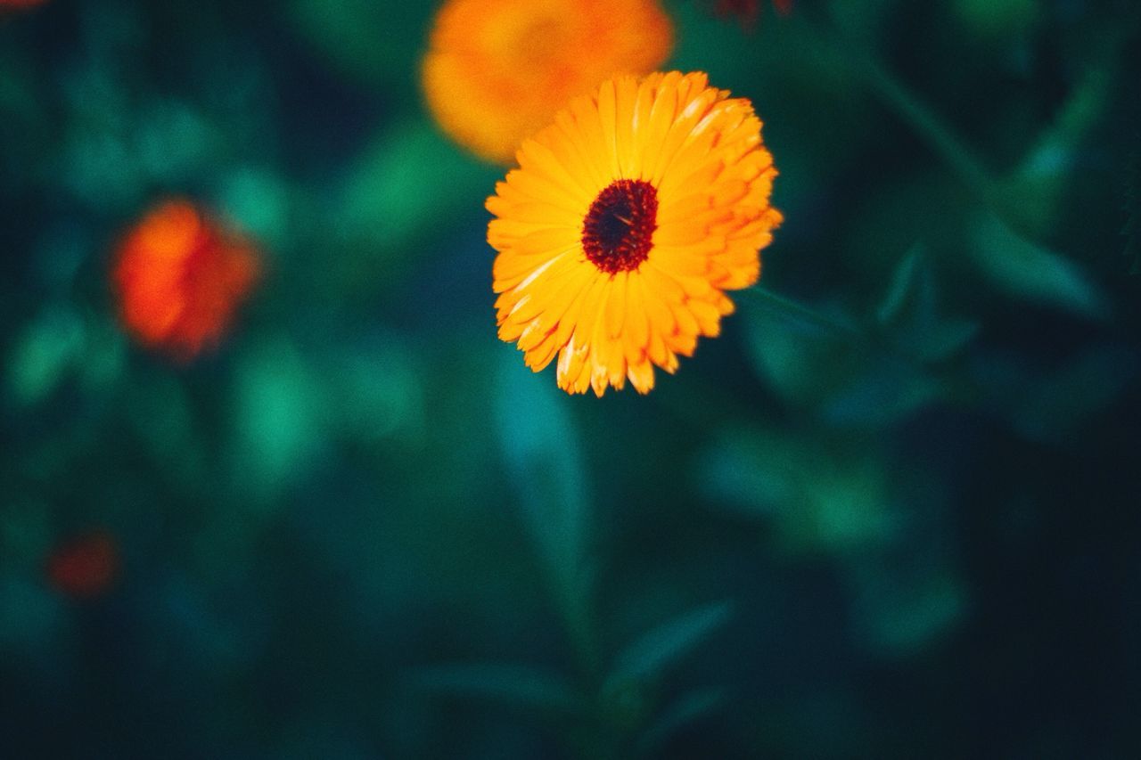 flower, petal, freshness, fragility, flower head, yellow, growth, beauty in nature, blooming, focus on foreground, close-up, nature, plant, orange color, single flower, in bloom, field, pollen, selective focus, outdoors