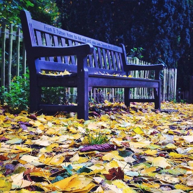 autumn, change, leaf, season, fallen, leaves, tree, nature, bench, park - man made space, tranquility, dry, beauty in nature, falling, growth, abundance, day, wood - material, park, outdoors