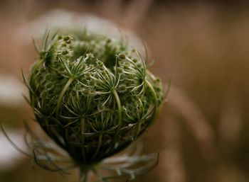 Close-up of plant