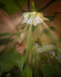 Close-up of white flowering plant