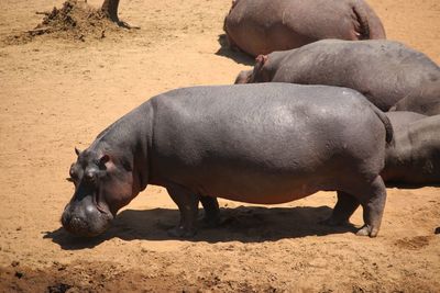 Side view of hippos on field