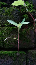 Close-up of flowering plant on field