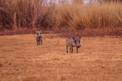 Warthog in africa 