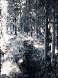 Trees growing in forest