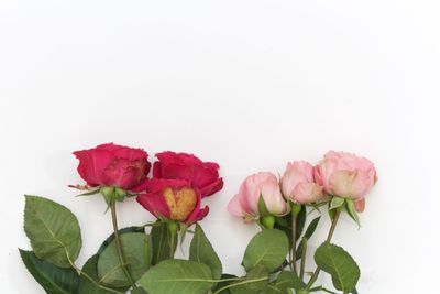 Close-up of bouquet against white background