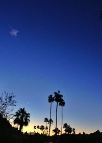 Low angle view of palm trees against sky