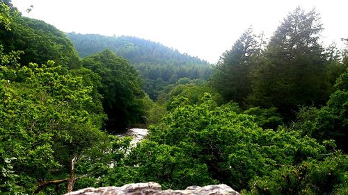 Scenic view of forest